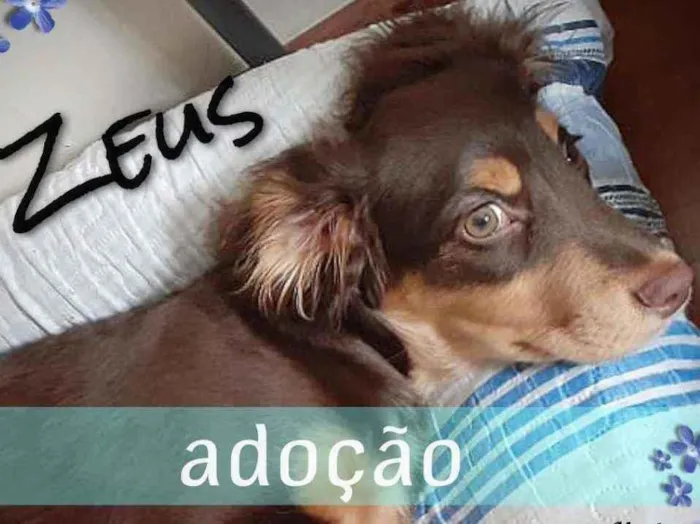 Cachorro ra a SRD idade 2 a 6 meses nome Zeus