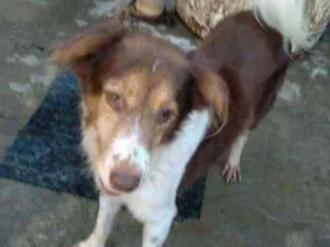 Cachorro raça SRD idade 1 ano nome Flash