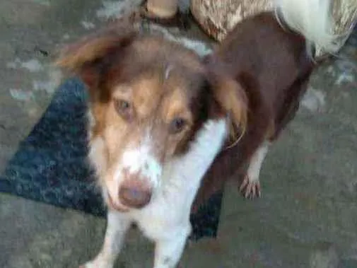 Cachorro raça SRD idade 1 ano nome Flash