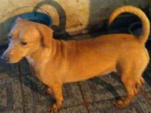 Cachorro raça Basset idade 2 anos nome Biscoito