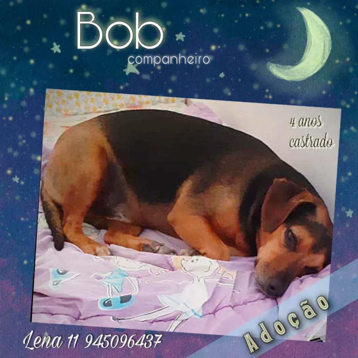 Cachorro ra a SRD idade 4 anos nome Bob