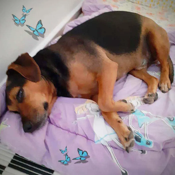 Cachorro ra a SRD idade 4 anos nome Bob