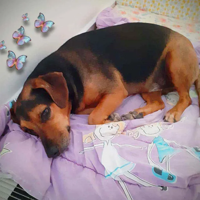 Cachorro ra a SRD idade 4 anos nome Bob