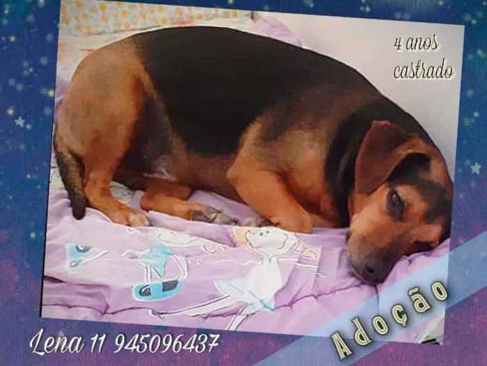 Cachorro ra a SRD idade 4 anos nome Bob