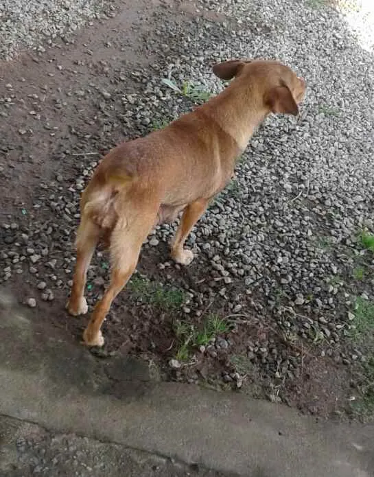 Cachorro ra a caramelo vira-lata  idade 3 anos nome sem nome 