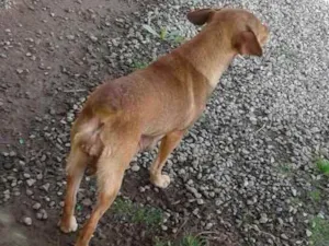 Cachorro raça caramelo vira-lata  idade 3 anos nome sem nome 