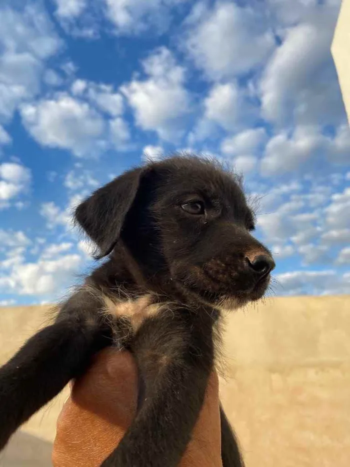 Cachorro ra a SRD idade 2 a 6 meses nome Pantera 