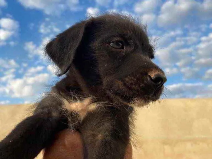 Cachorro ra a SRD idade 2 a 6 meses nome Pantera 