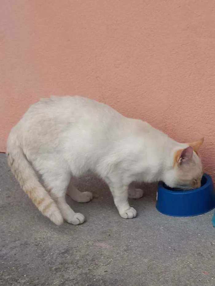 Gato ra a  idade 2 anos nome Branco 