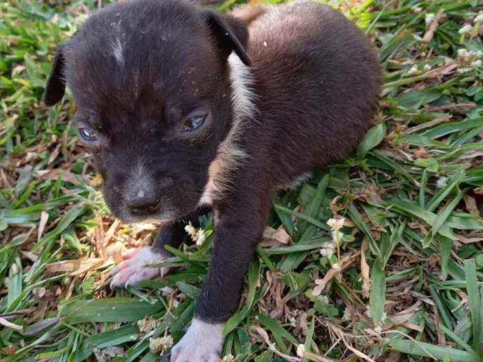 Cachorro ra a SRD idade Abaixo de 2 meses nome "Duque"