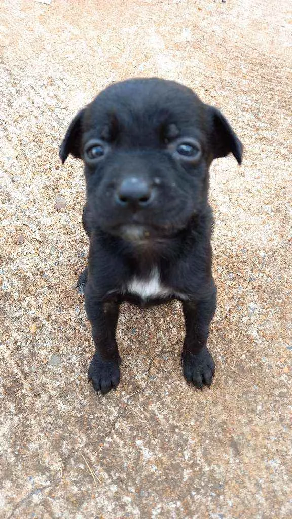 Cachorro ra a SRD idade Abaixo de 2 meses nome "Marrie"