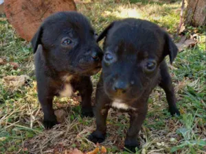 Cachorro raça SRD idade Abaixo de 2 meses nome "Marrie"