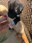 "Pipoca"