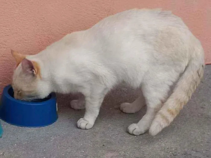 Gato ra a  idade 2 anos nome Branco 