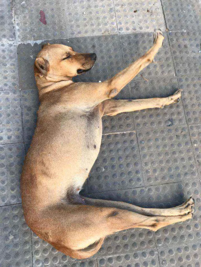 Cachorro ra a Pe duro idade 7 a 11 meses nome Princesa