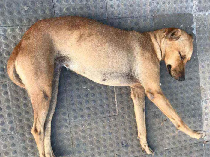 Cachorro ra a Pe duro idade 7 a 11 meses nome Princesa