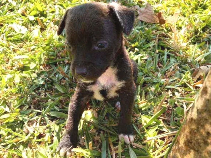 Cachorro ra a SRD idade Abaixo de 2 meses nome "Pipoca"