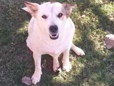 Cachorro ra a SRD-ViraLatas idade 2 anos nome Ayla, Kyra e Zarah