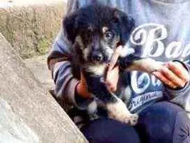 Cachorro raça Srd idade 2 a 6 meses nome Ricky bebê lindo 