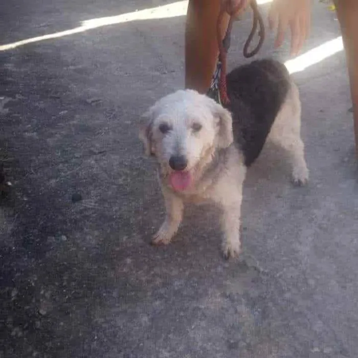 Cachorro ra a SRD idade 3 anos nome Dóris 