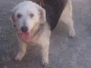 Cachorro raça SRD idade 3 anos nome Dóris 