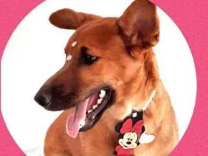 Cachorro raça SRD  idade 1 ano nome Tutti 