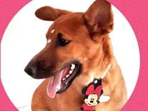 Cachorro raça SRD  idade 1 ano nome Tutti 