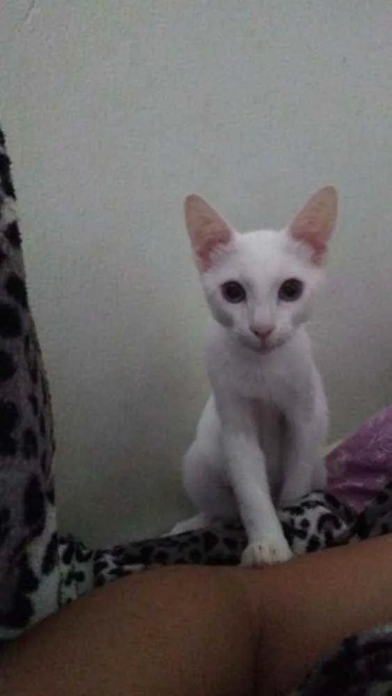 Gato ra a Sem raça idade 2 a 6 meses nome Billy