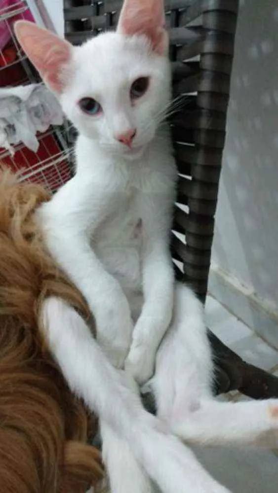 Gato ra a Sem raça idade 2 a 6 meses nome Billy
