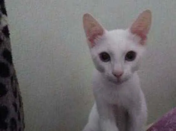 Gato ra a Sem raça idade 2 a 6 meses nome Billy