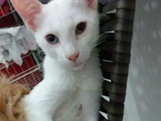 Gato ra a Sem raça idade 2 a 6 meses nome Billy