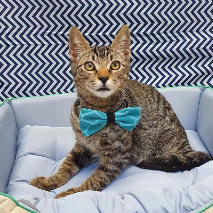 Gato ra a SRD idade 2 a 6 meses nome NINO