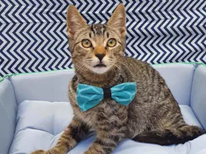 Gato raça SRD idade 2 a 6 meses nome NINO