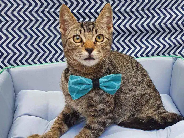 Gato ra a SRD idade 2 a 6 meses nome NINO