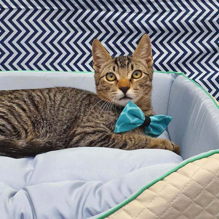 Gato ra a SRD idade 2 a 6 meses nome NINO