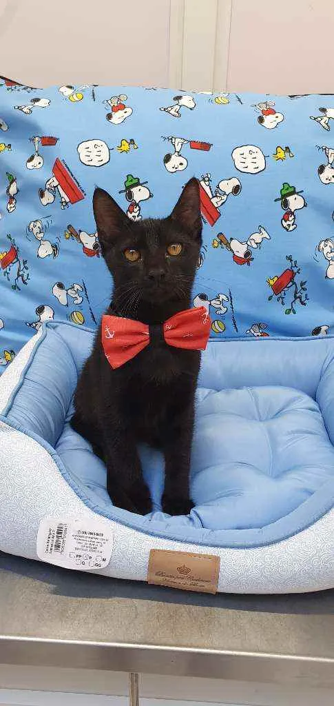 Gato ra a SRD idade 2 a 6 meses nome NONÔ 