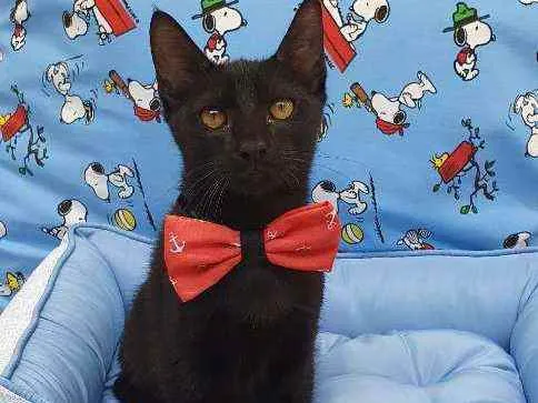 Gato ra a SRD idade 2 a 6 meses nome NONÔ 