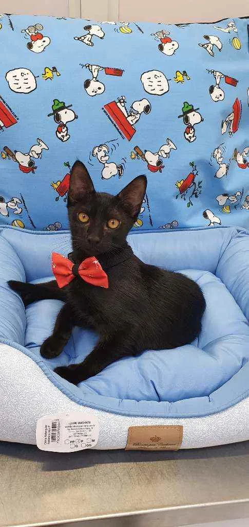 Gato ra a SRD idade 2 a 6 meses nome NONÔ 