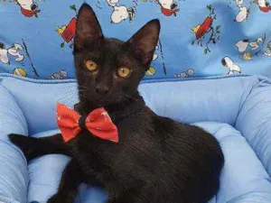 Gato raça SRD idade 2 a 6 meses nome NONÔ 