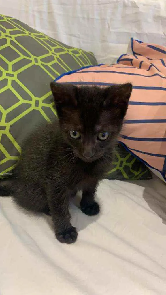 Gato raça Srd idade Abaixo de 2 meses nome Lilibeth