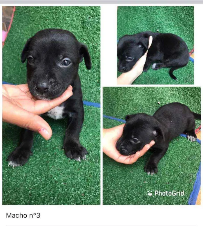 Cachorro raça Srd idade Abaixo de 2 meses nome Zhyan