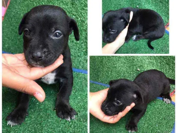 Cachorro raça Srd idade Abaixo de 2 meses nome Zhyan