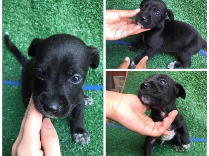 Cachorro raça Srd idade Abaixo de 2 meses nome Noah