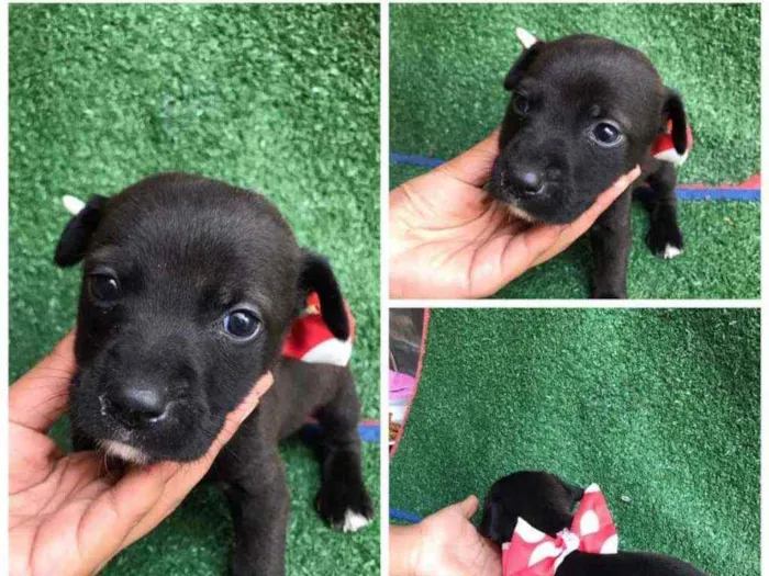 Cachorro raça Srd idade Abaixo de 2 meses nome Funny 