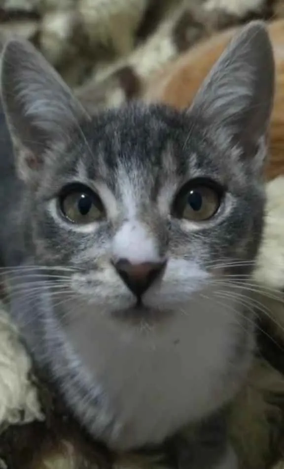 Gato raça Srd idade Abaixo de 2 meses nome Sandy