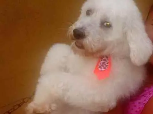 Cachorro raça Poodle idade 5 anos nome Bolt