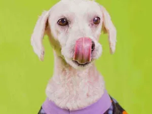 Cachorro raça Poodle idade 5 anos nome Bolt