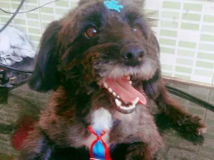 Cachorro raça Mix poodle idade 3 anos nome Enzo