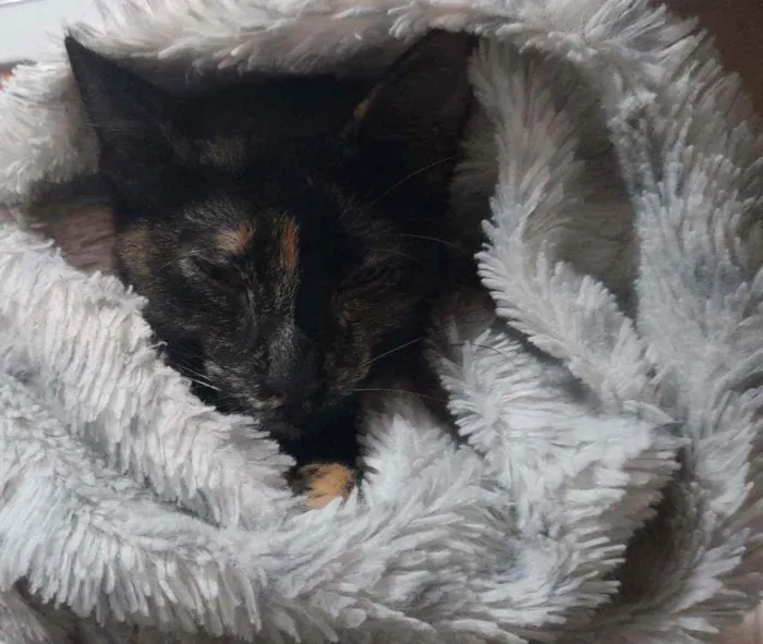 Gato raça Srd idade 2 a 6 meses nome Molly