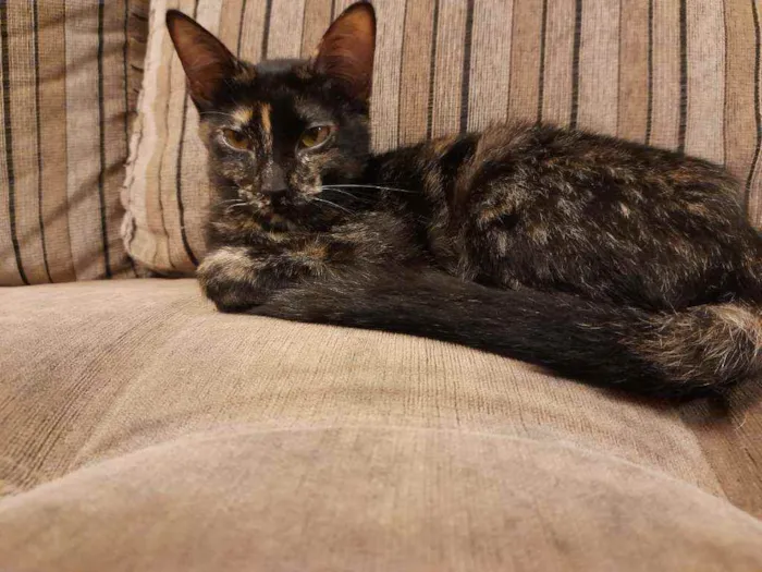 Gato raça Srd idade 2 a 6 meses nome Molly